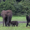 059 LOANGO Inyoungou Prairie avec Famille Elephants Loxodonta africana cyclotis 12E5K2IMG_79053awtmk.jpg